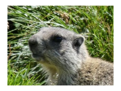 Holiday apartment Berghaus-Lesachtal - Environment photo 33