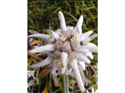 Holiday apartment Berghaus-Lesachtal - Environment photo 34