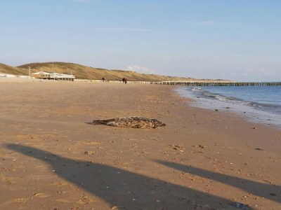 Apartment Apartment in Zoutelande by the Beach - Environment photo 38