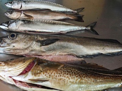 Holiday house 6 Personen Ferienhaus in LONEVÅG-By Traum - Outdoor photo 16