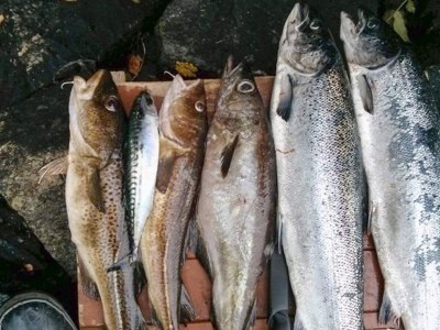 Holiday house 6 Personen Ferienhaus in LONEVÅG-By Traum - Outdoor photo 24