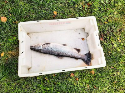 Holiday house 6 Personen Ferienhaus in olden-By Traum - Outdoor photo 10