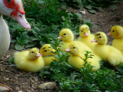 Holiday apartment Goiseram - Outdoor photo 10