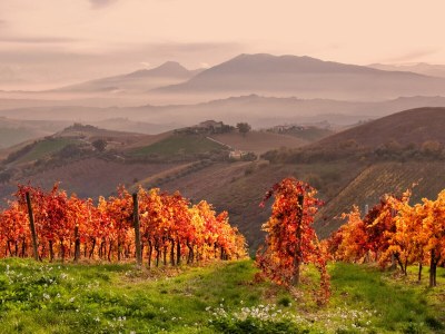 Holiday house Casale Tre Gelsi - Environment photo 28