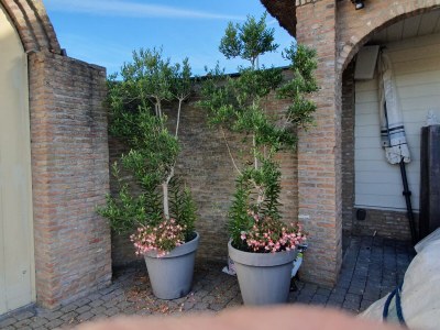 Holiday house Nagtegaal 2 - Outdoor photo 17