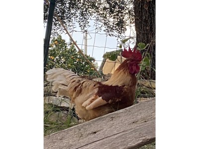 Holiday house Villa Marcello - Features photo 39