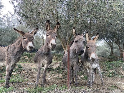 Holiday house Villa Marcello - Features photo 40