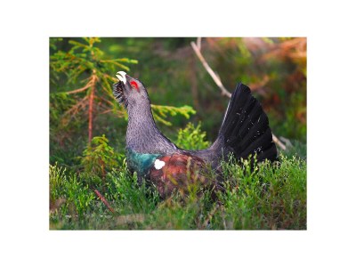 Holiday house Steinwies 1 - Environment photo 24