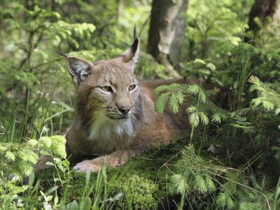 Chalet "Riedlstein" cabin 1 - Environment photo 25
