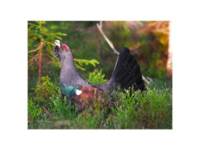 Chalet "Riedlstein" cabin 1 - Environment photo 27