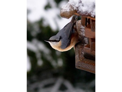 Holiday apartment Idyllisches Ferienhaus - Environment photo 28