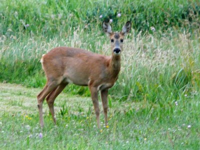 Holiday house 6 person holiday home in Hjørring - Outdoor photo 8