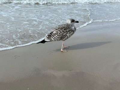 Holiday house Luxury Spa Retreat by Sea - By Traum Ferienwohnungen - Outdoor photo 43