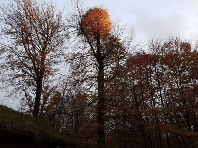 Holiday house 4 person holiday home in Børkop-By Traum - Outdoor photo 31