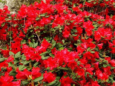 Holiday house 4 person holiday home in Leirvik i Sogn - Outdoor photo 15