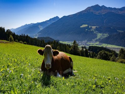 Apartment Farmhouse in Hollersbach near Ski Slopes - Outdoor photo 7