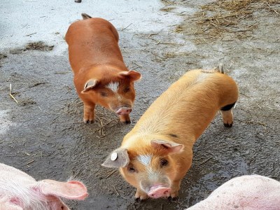 Apartment Farmhouse in Hollersbach near Ski Slopes - Outdoor photo 26