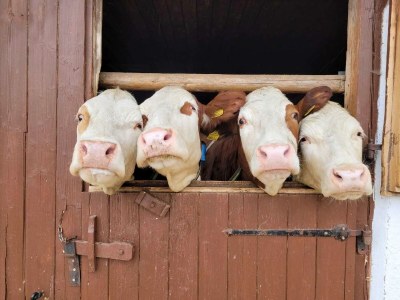 Apartment Farmhouse in Hollersbach near Ski Slopes - Outdoor photo 28