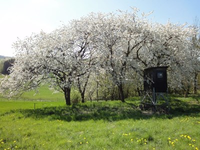 Holiday house Ferienhaus Mosel mit privater Sauna - Environment photo 16