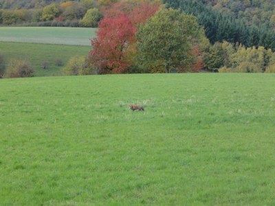Holiday house Ferienhaus Mosel mit privater Sauna - Environment photo 21