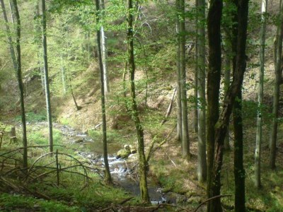 Holiday house Ferienhaus Mosel mit privater Sauna - Environment photo 23