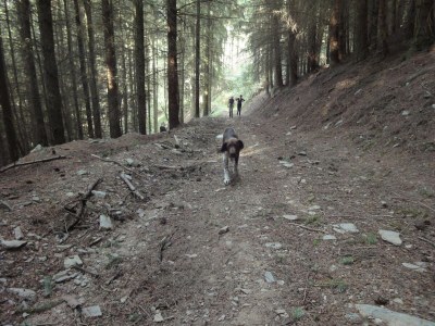 Holiday house Ferienhaus Mosel mit privater Sauna - Environment photo 31