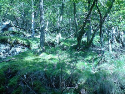 Holiday house Ferienhaus Mosel mit privater Sauna - Environment photo 37