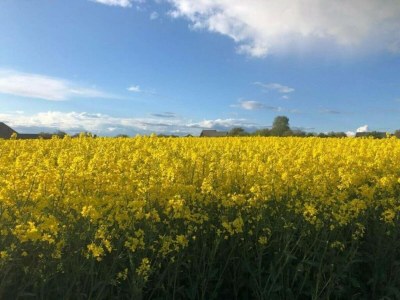 Holiday house Ferienhaus Mosel mit privater Sauna - Environment photo 38