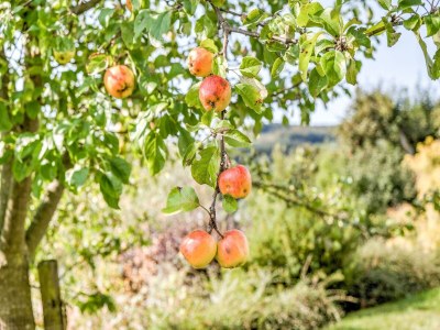 Apartment Geräumiges Apartment am Waldrand im Sauerland - Outdoor photo 37