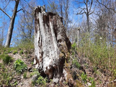Holiday house Ferienhaus in Wieda mit Garten - Environment photo 28
