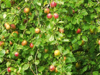 Holiday house Ferienhaus in Wieda mit Garten - Outdoor photo 41