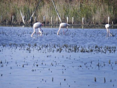 Apartment Villa in Bellegarde nahe Pont du Gard - Environment photo 22