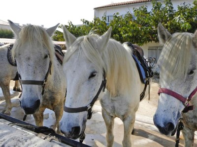 Apartment Villa in Bellegarde nahe Pont du Gard - Environment photo 23