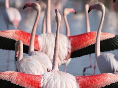 Holiday house Cottage in Bellegarde near Camargue Reserve - Environment photo 25