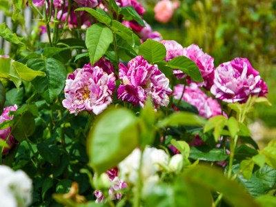 Holiday house Holiday Home in Charente with Pool - Outdoor photo 37