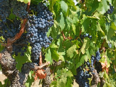 Villa Ruhige Villa mit Pool - Environment photo 34