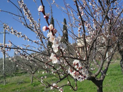 Farmhouse Farmhouse in Gualdo near Lake Trasimeno - Outdoor photo 15