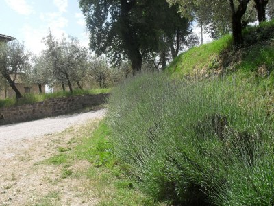 Farmhouse Farmhouse in Gualdo near Lake Trasimeno - Outdoor photo 18