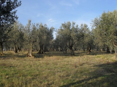 Farmhouse Farmhouse in Gualdo near Lake Trasimeno - Environment photo 34