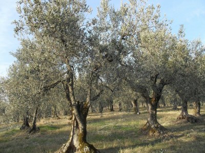 Farmhouse Bauernglück mit Pool, Wein und Schwänzen - Environment photo 35