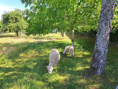 Holiday house Haus nahe Vogesenpark und La Petite Pierre - Outdoor photo 10