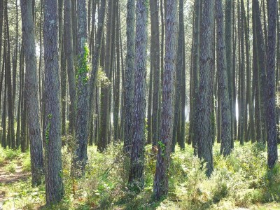 Holiday house Terraced holiday home in Moliets - Environment photo 20