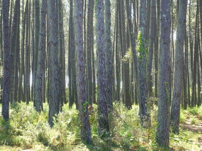 Holiday house Terraced holiday home in Moliets - Environment photo 28