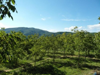 Holiday house Holiday Home in Citerna near Castello Bufalini - Environment photo 31