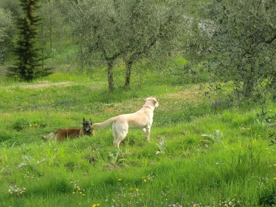 Holiday house "Casa Baffo" - Environment photo 36
