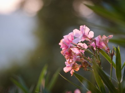 Villa Rosa - Outdoor photo 5