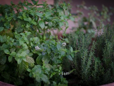 Villa Rosa - Outdoor photo 15