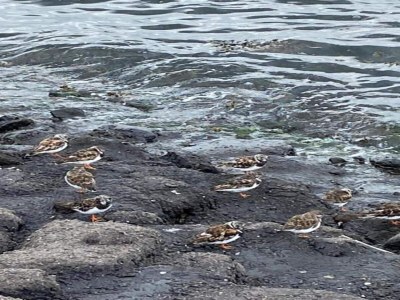 Holiday house Zeeland Family Retreat - Environment photo 23