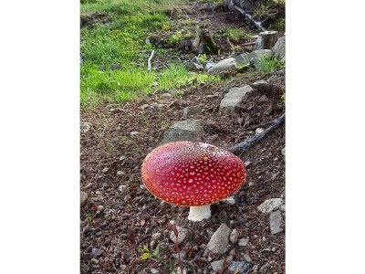 Holiday apartment Henseler - Environment photo 21