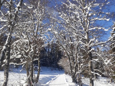 Holiday apartment Henseler - Environment photo 23